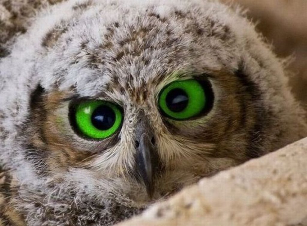 10 Amazing facts about owls